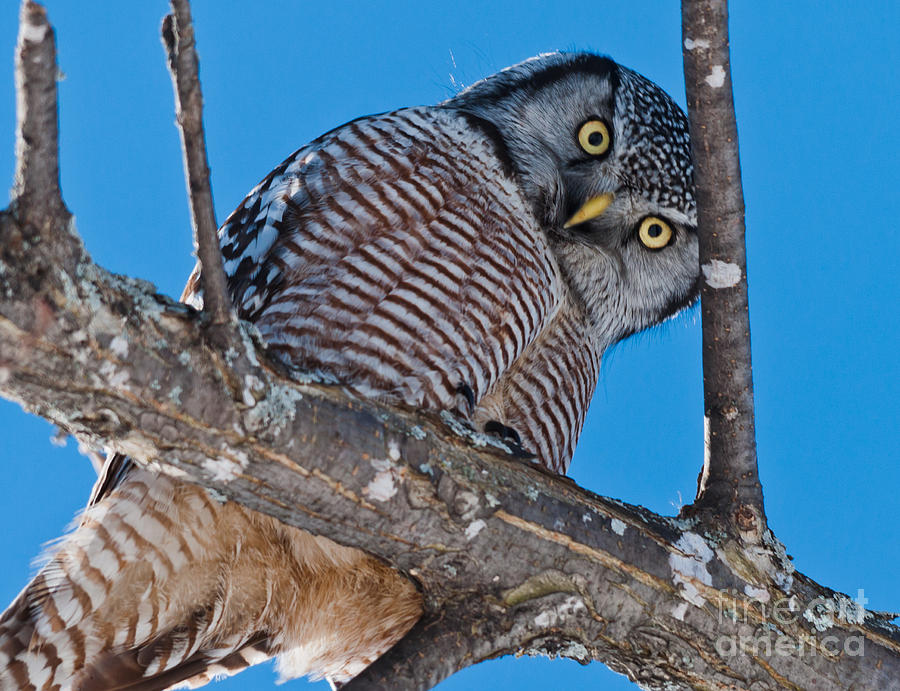 Owl Photograph - Northern Hawk Owl by Cheryl Baxter