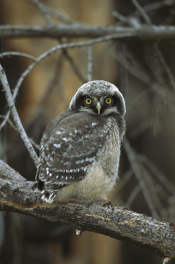 Northern Hawk Owl Chick Saskatchewan Photograph by Tom Vezo