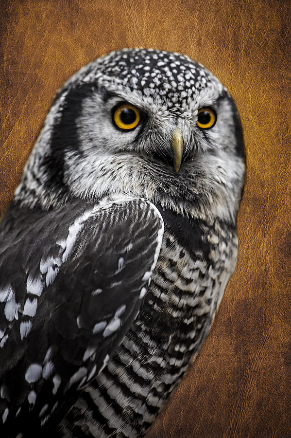 Northern Hawk Owl Photograph by Wes and Dotty Weber