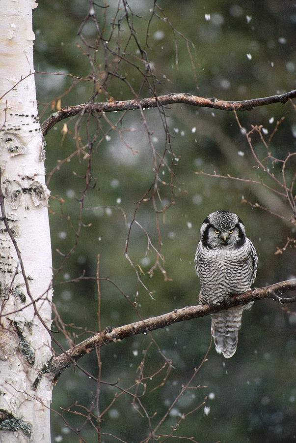 Northern Hawk Owl During Snowfall Alaska Photograph by Michael Quinton