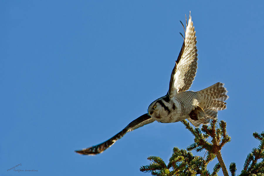 Northern Hawk Owl flying with its capture Photograph by Torbjorn Swenelius