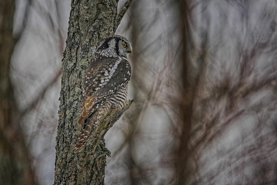 Northern Hawk Owl Photograph by Gary Hall