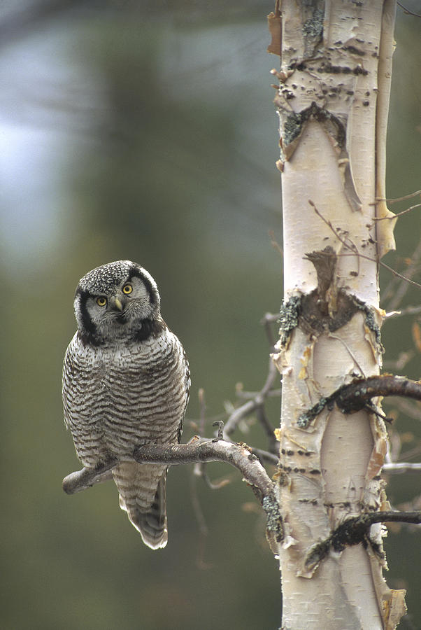 Northern Hawk Owl In The Spring Alaska Photograph by Michael Quinton