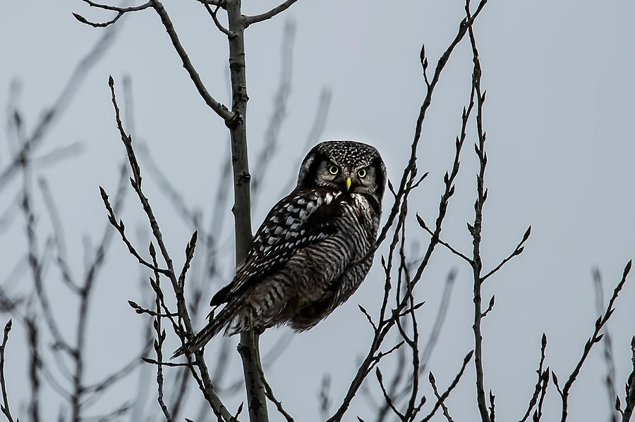 Northern Hawk Owl in Winter Photograph by Nikki Vig