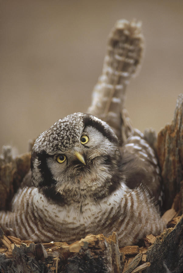 Northern Hawk Owl Incubating Eggs Atop Photograph by Michael Quinton