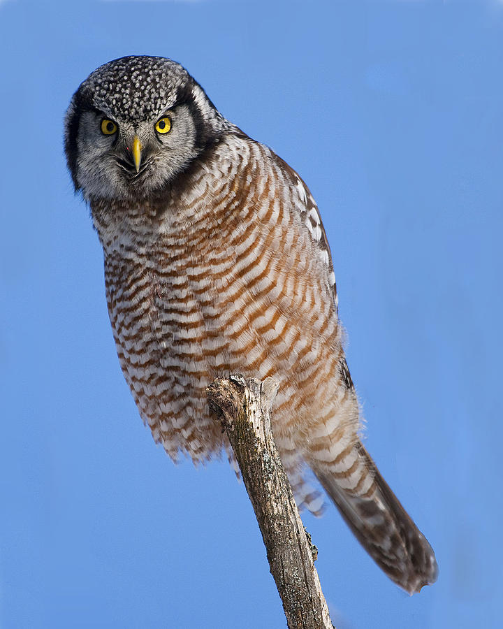 Northern Hawk Owl Photograph by John Vose