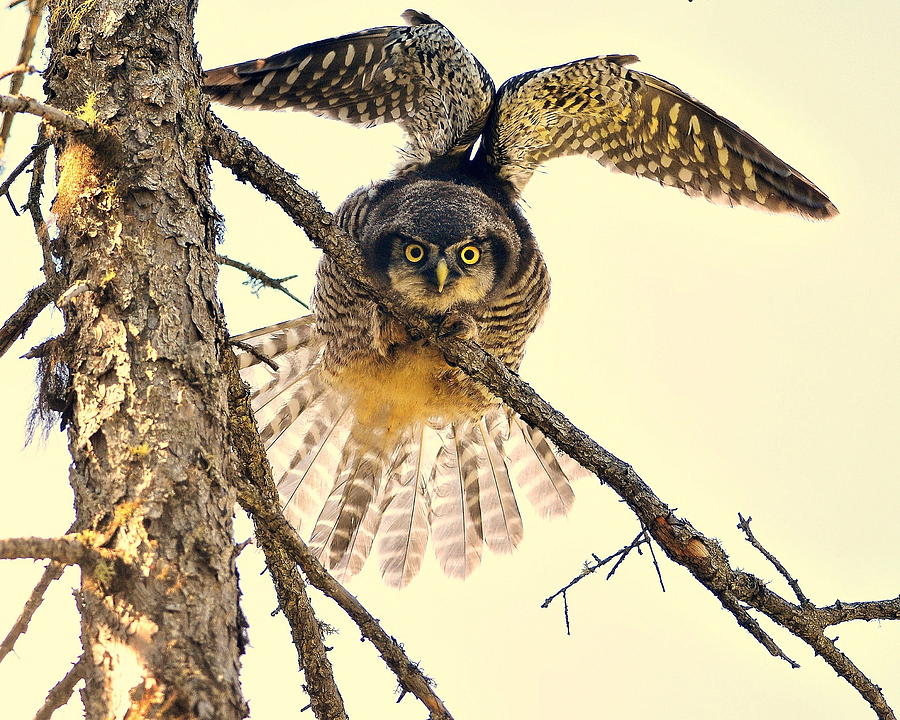 Northern Hawk Owl juvenile wing stretch Photograph by Karl Bardon ...