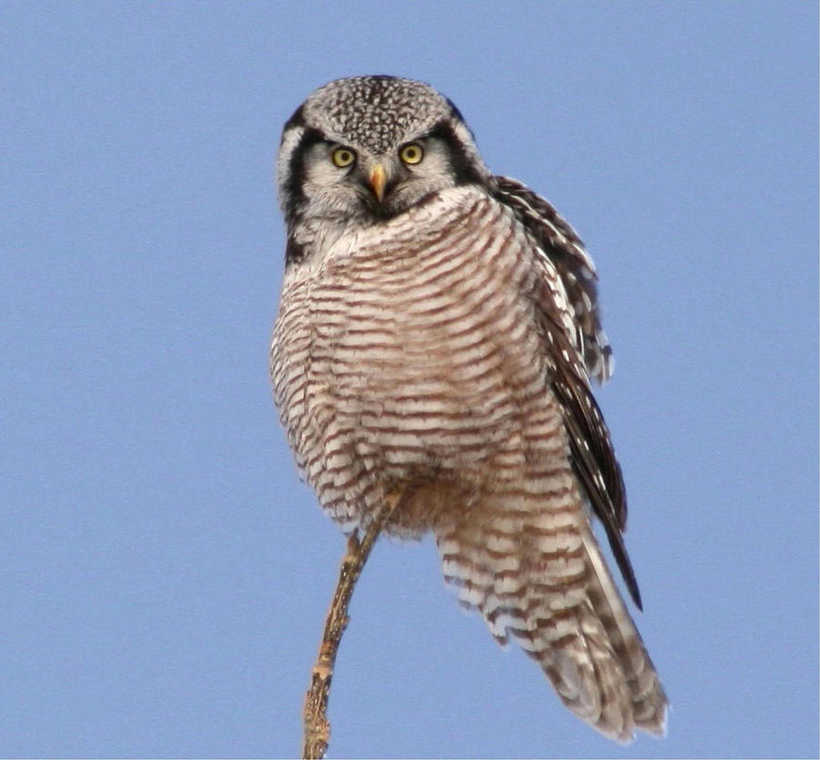 Bird Photograph - Northern Hawk Owl  by Larry Trupp