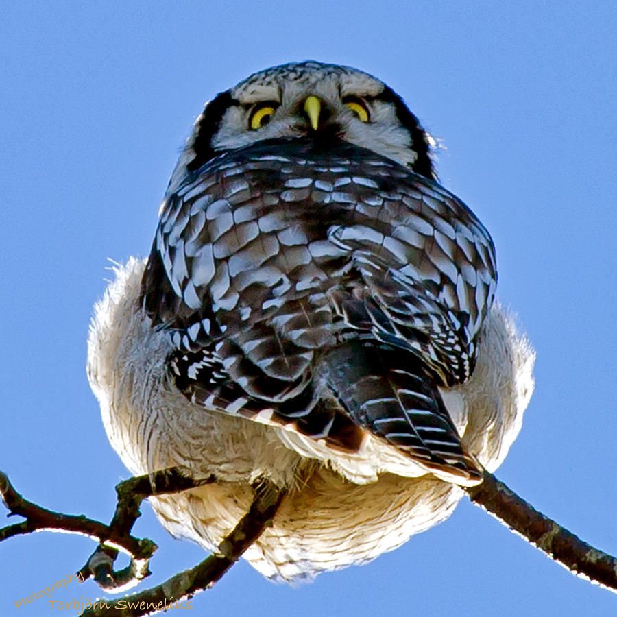 Northern Hawk Owl looks around Photograph by Torbjorn Swenelius