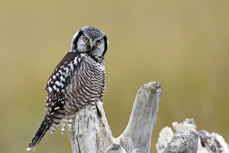 Owl Photograph - Northern Hawk Owl by M. Watson