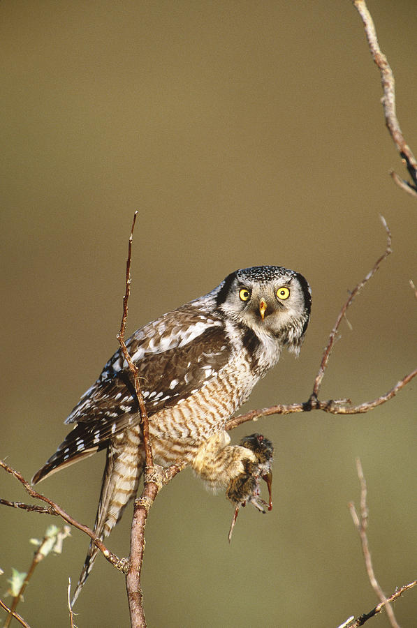 Northern Hawk Owl Photograph by Paul J. Fusco