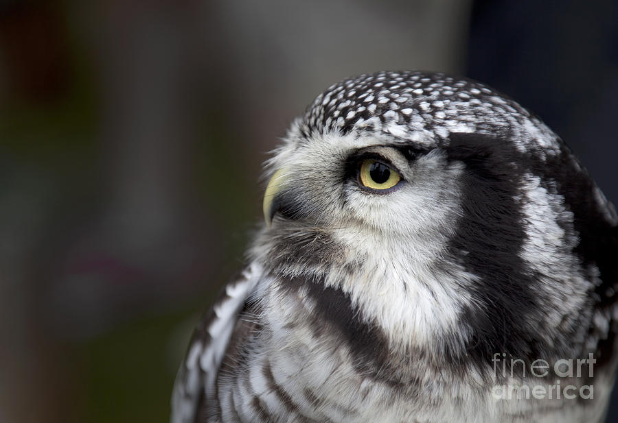 Northern Hawk Owl Surnia ulula Photograph by Liz Leyden