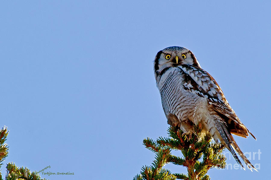 Northern Hawk Owl with his capture Photograph by Torbjorn Swenelius