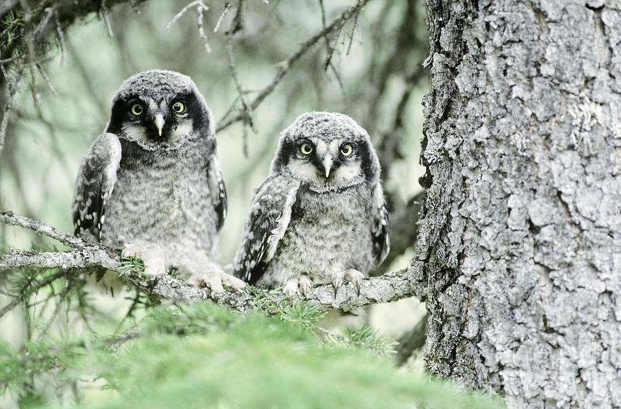 Northern Hawk Owlets Photograph by Art Wolfe