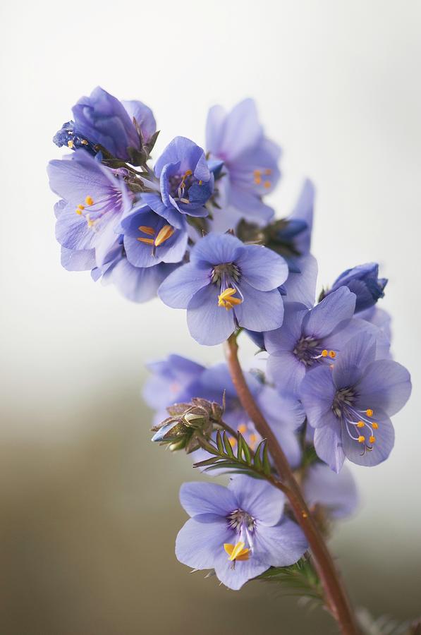 Northern Jacobs Ladder (polemonium Boreale) Photograph by Maria Mosolova/science Photo Library