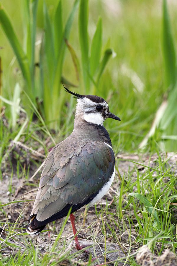 Northern Lapwing Photograph by Science Photo Library Northern Lapwing Photograph by Science Photo Library