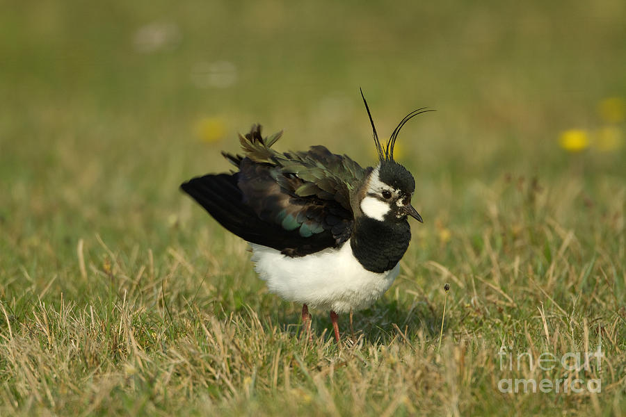 Northern Lapwing Photograph by Helmut Pieper
