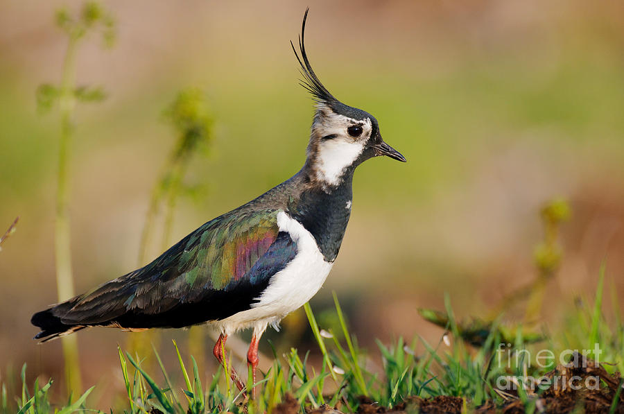 Northern Lapwing Photograph by Willi Rolfes
