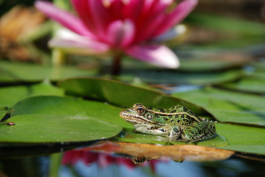 Frog Photograph - Northern Leopard Frog And A Lily by Janice Adomeit