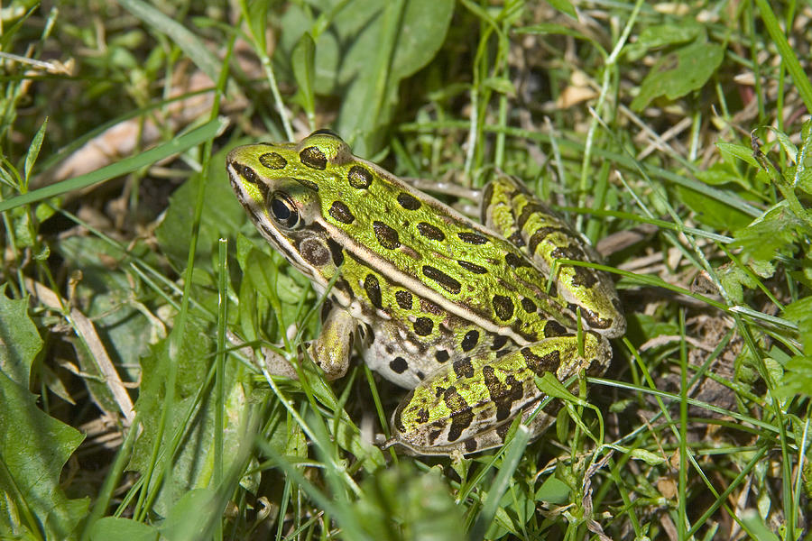 Northern Leopard Frog Photograph by Gregory K. Scott