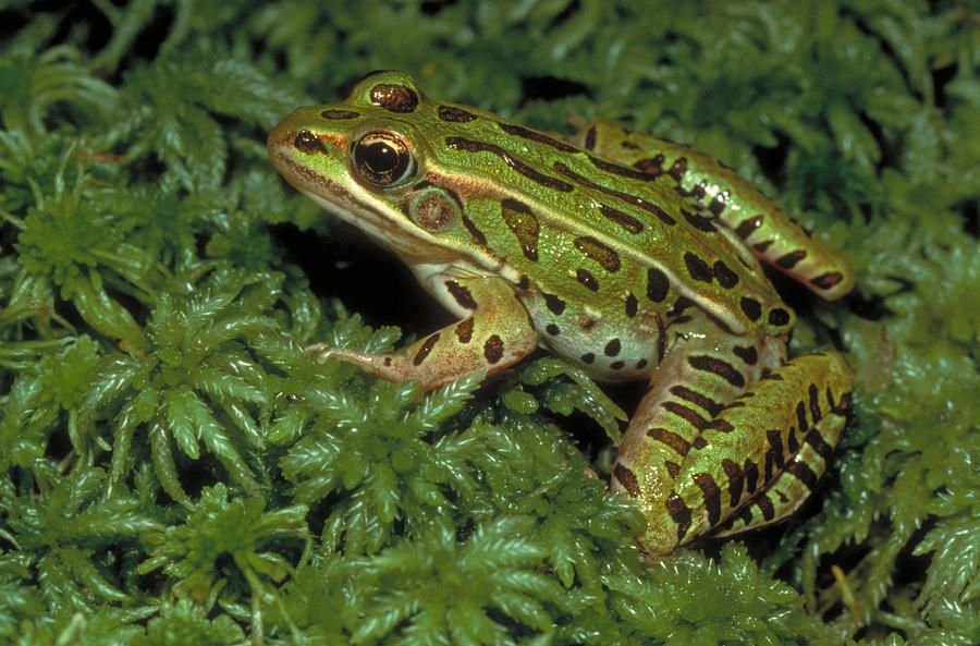 Northern Leopard Frog Photograph by Larry West