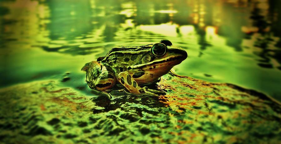 Frog Photograph - Northern Leopard Frog by Sarah Pemberton