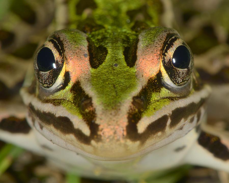 Northern Leopard Frog Photograph by Tony Beck