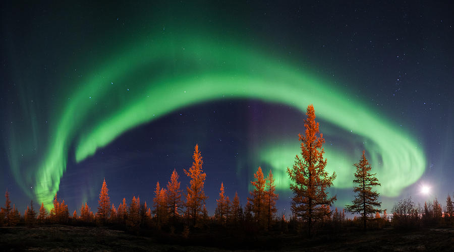 Tree Photograph - Northern Lights by Andrey Snegirev