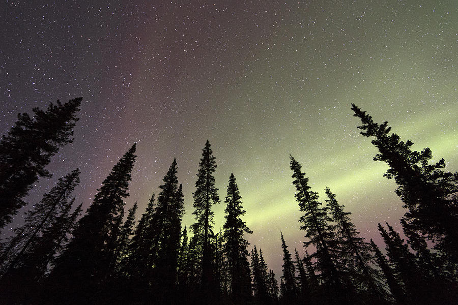 Northern Lights Over Boreal Forest Photograph by Ingo Arndt Northern Lights Over Boreal Forest Photograph by Ingo Arndt
