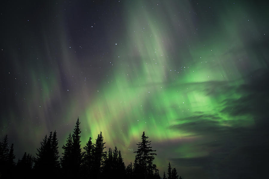 Northern Lights with Spruce Trees Photograph by Michele Cornelius
