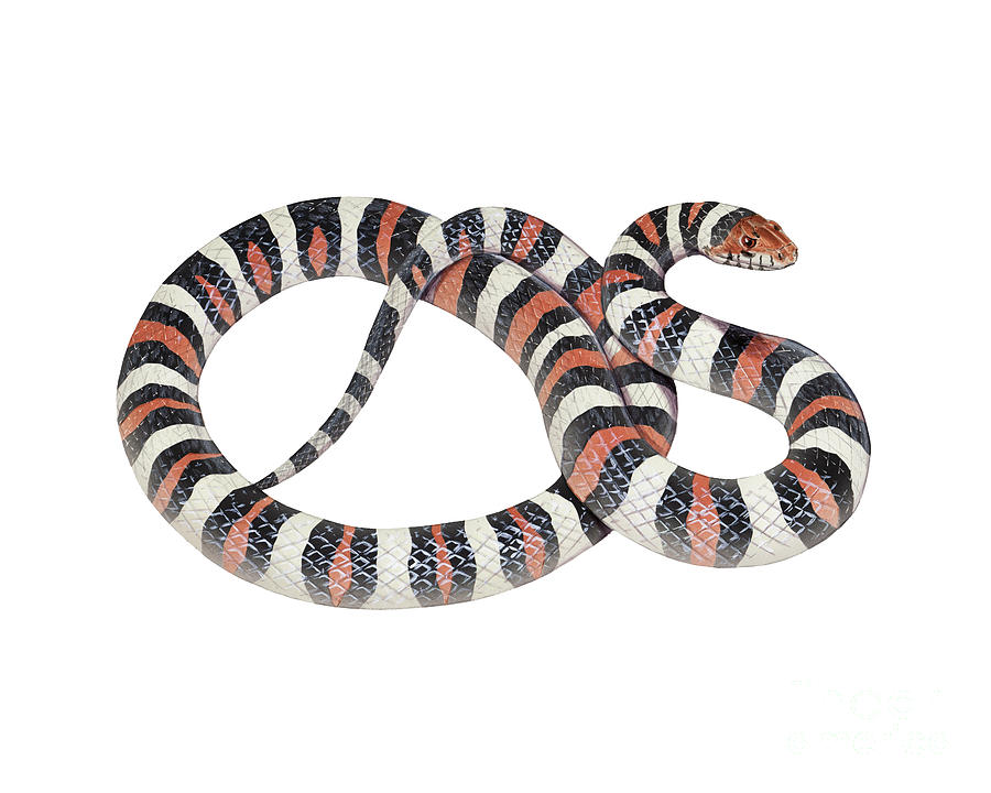 Northern Milksnake Photograph by Carlyn Iverson