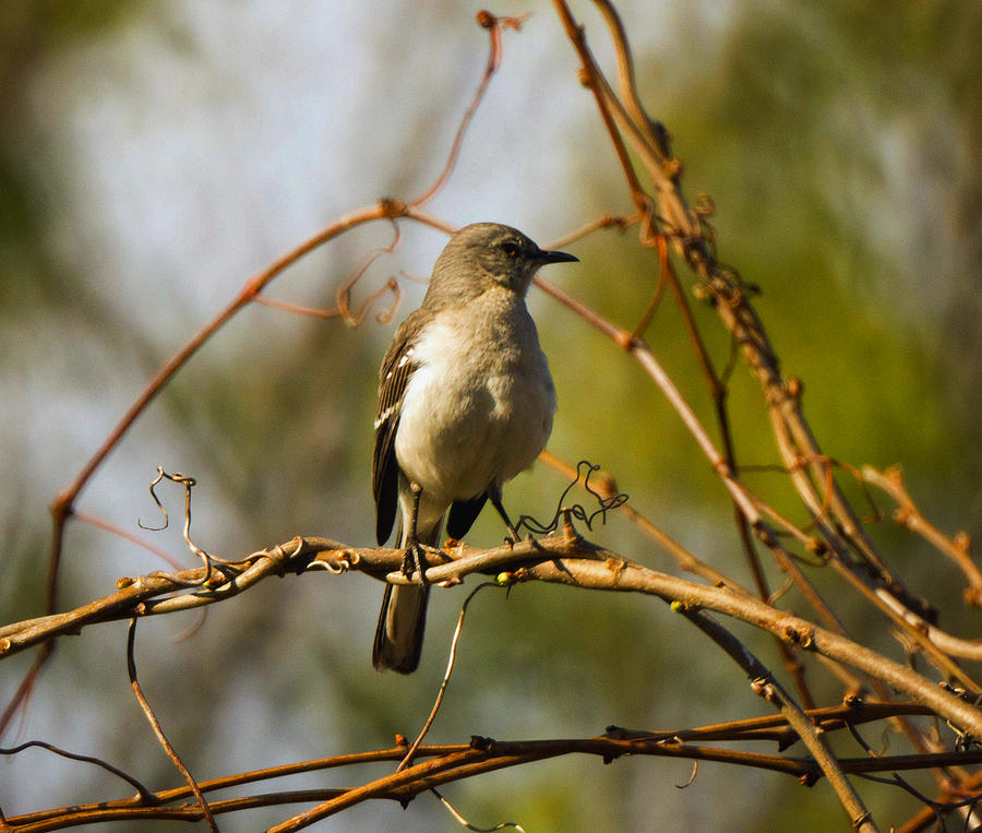 Mockingbird Photograph - Northern Mockingbird 002 by Howard Tenke