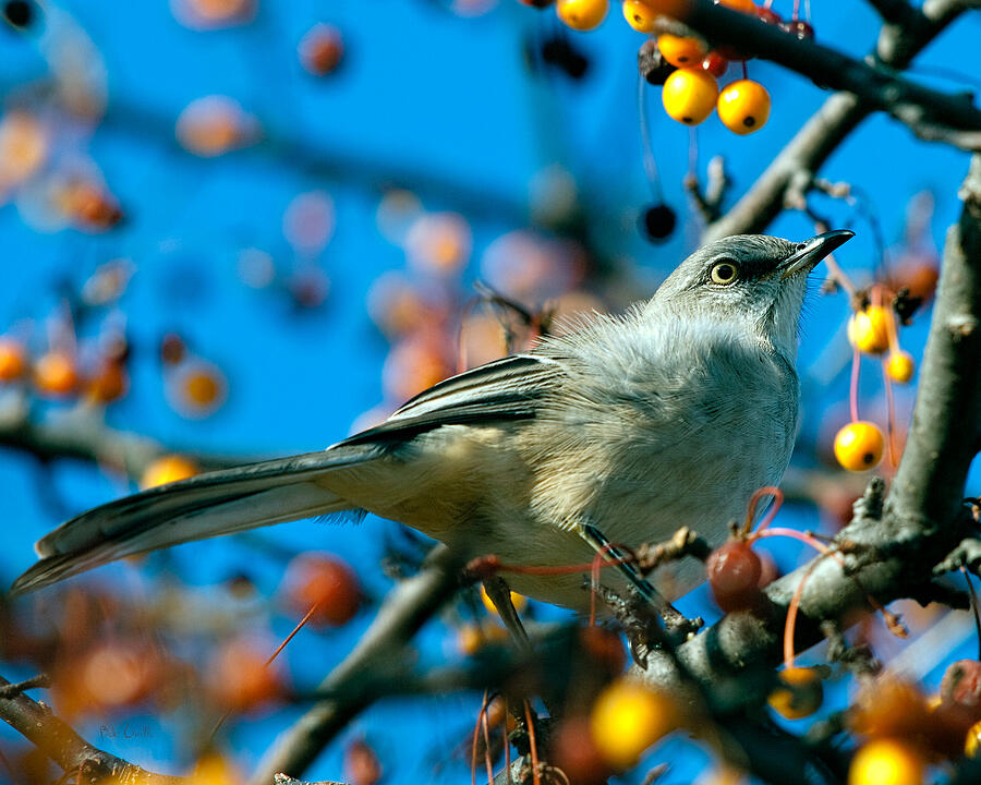 Northern Mockingbird Photograph by Bob Orsillo Northern Mockingbird Photograph by Bob Orsillo