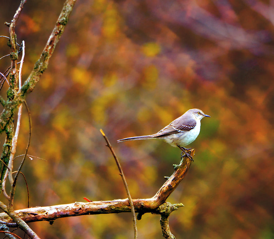 Northern Mockingbird Photograph by Deena Stoddard