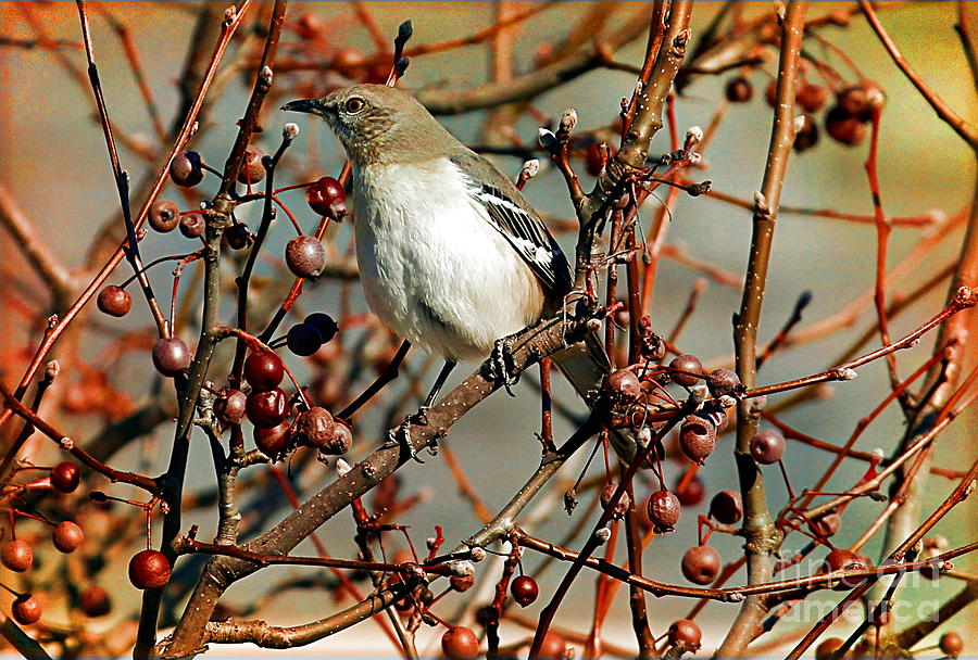 Northern Mockingbird Photograph by Elizabeth Winter