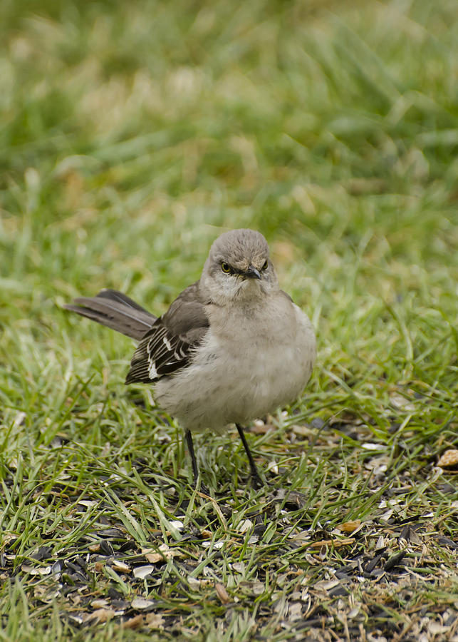 Northern Mockingbird Photograph by Heather Applegate