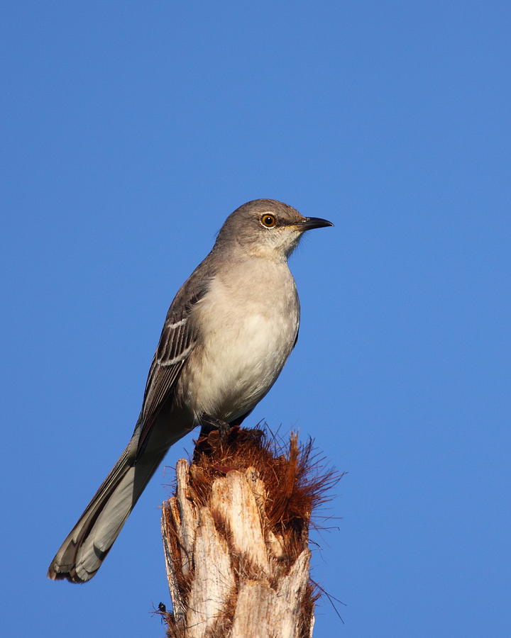 Northern Mockingbird II Photograph by Bruce J Robinson