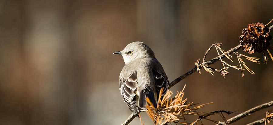 Northern Mockingbird - Mimus Polyglottos Photograph by Christy Cox