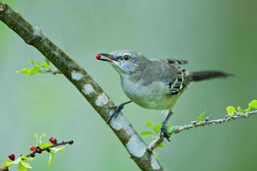 Bird Photograph - Northern Mockingbird (mimus Polyglottos by Larry Ditto