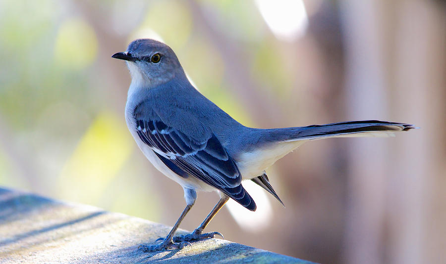 Northern mockingbird - Moqueur polyglotte - Mimus polyglottos Photograph by Nature and Wildlife Photography