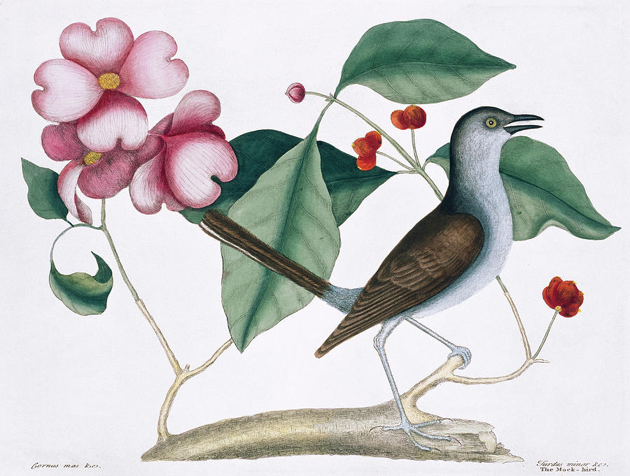 Mark Catesby Photograph - Northern Mockingbird by Natural History Museum, London