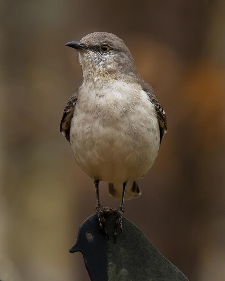 Northern Mockingbird Photograph by Robert L Jackson