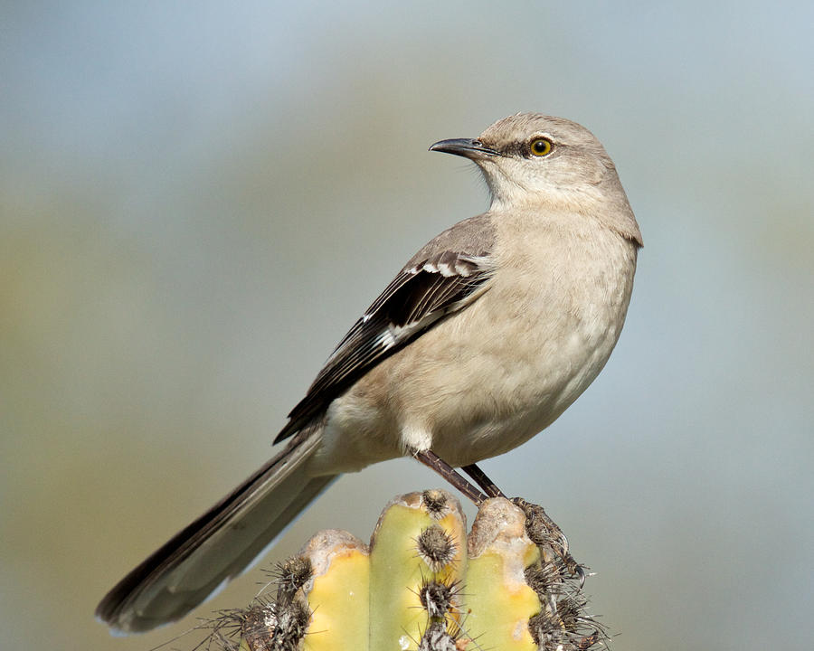 Nature Photograph - Northern Mockingbird by Steve Kaye