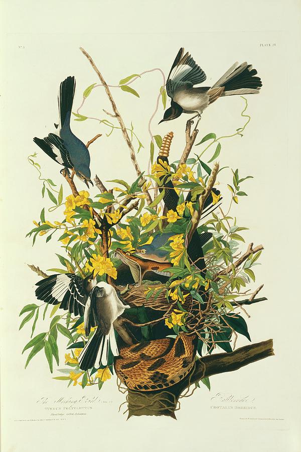 Northern Mockingbirds Photograph by Natural History Museum, London/science Photo Library