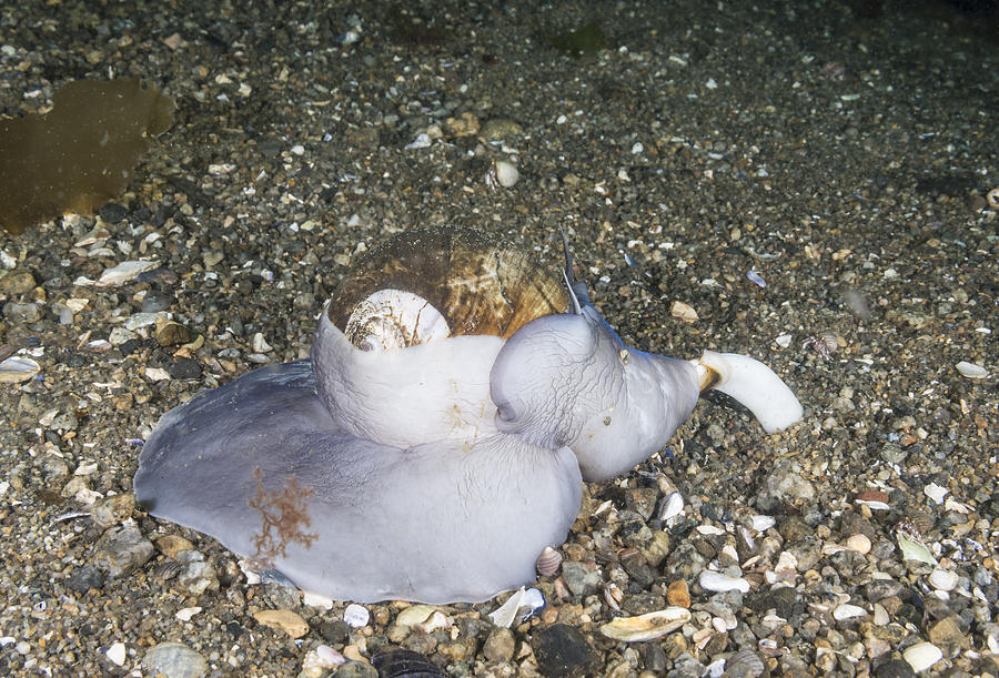 Animal Photograph - Northern Moon Snail And Clam by Andrew J. Martinez