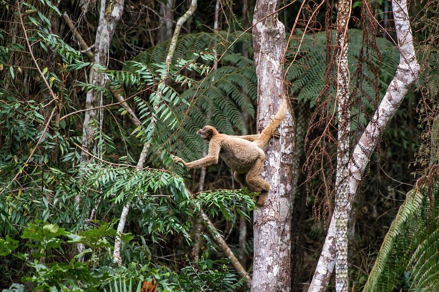 Northern Muriqui Brachyteles Hypoxanthus Photograph by Leonardo Merçon