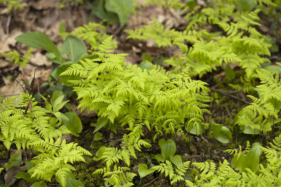 Northern Oak Fern Photograph by Science Stock Photography - Pixels