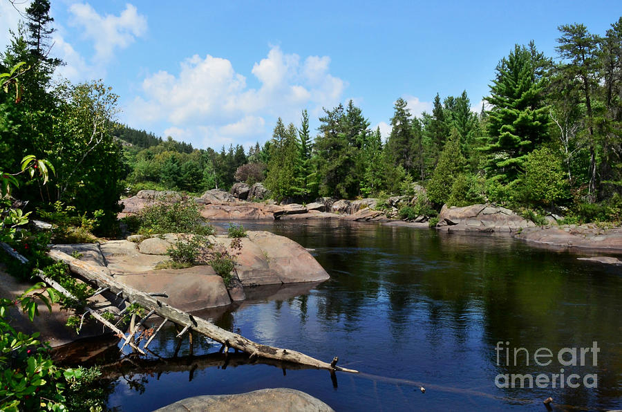 Tree Photograph - Northern Ontario  by Elaine Manley