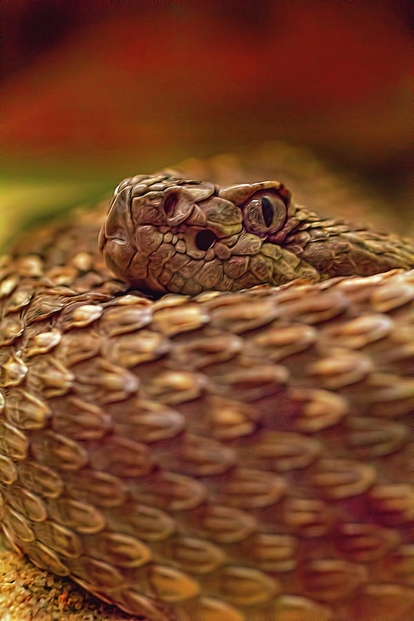 Northern Pacific Rattlesnake  Photograph by Brian Cross