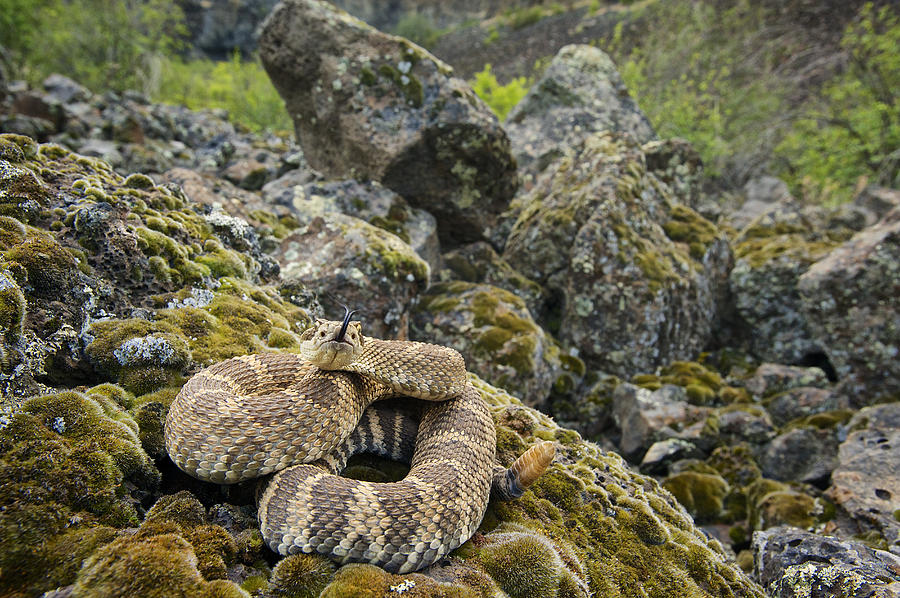 Northern Pacific Rattlesnake Flicking Photograph by James Christensen